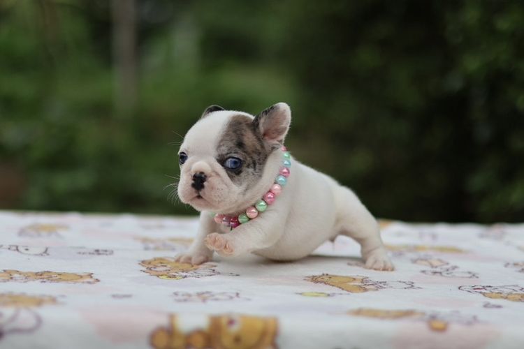 เฟรนช์ บูลด็อก (French Bulldog) เล็ก เฟรนบูลด๊อก
