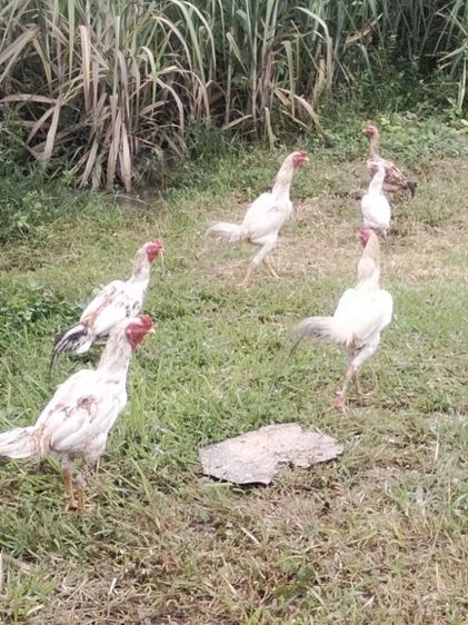 ขาย ไก่พ่อพันธ์ุ5ตัว สีขาว4ตัว ลายกาเหว่า1ตัว รูปที่ 5