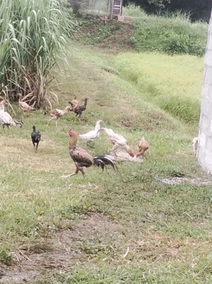 ขาย ไก่พ่อพันธ์ุ5ตัว สีขาว4ตัว ลายกาเหว่า1ตัว