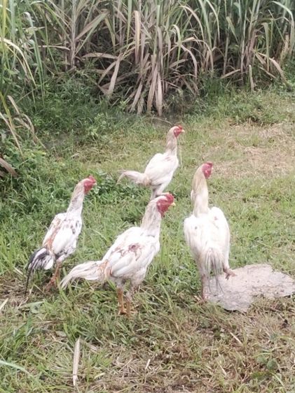 ขาย ไก่พ่อพันธ์ุ5ตัว สีขาว4ตัว ลายกาเหว่า1ตัว รูปที่ 6