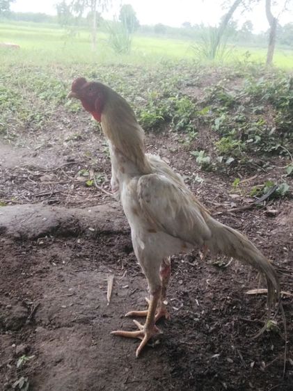 ขาย ไก่พ่อพันธ์ุ5ตัว สีขาว4ตัว ลายกาเหว่า1ตัว รูปที่ 12