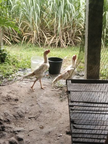 ขาย ไก่พ่อพันธ์ุ5ตัว สีขาว4ตัว ลายกาเหว่า1ตัว รูปที่ 8