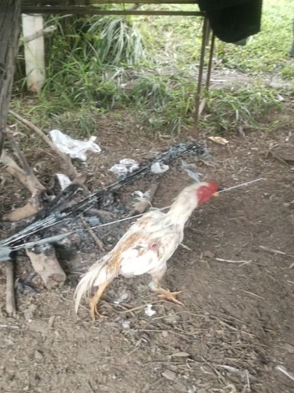 ขาย ไก่พ่อพันธ์ุ5ตัว สีขาว4ตัว ลายกาเหว่า1ตัว รูปที่ 9