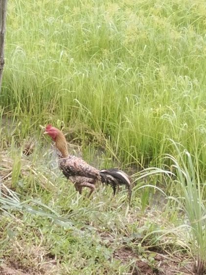 ขาย ไก่พ่อพันธ์ุ5ตัว สีขาว4ตัว ลายกาเหว่า1ตัว รูปที่ 3