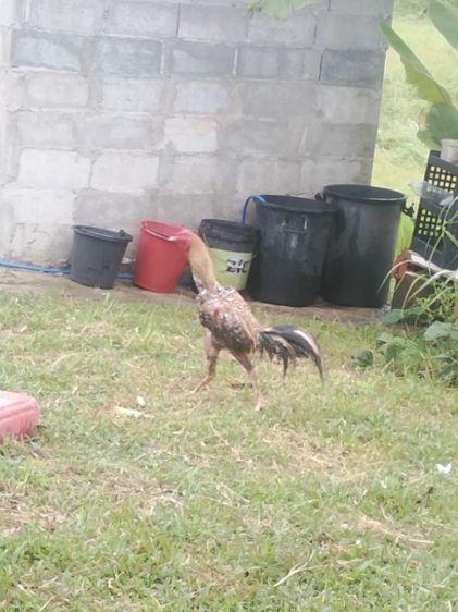 ขาย ไก่พ่อพันธ์ุ5ตัว สีขาว4ตัว ลายกาเหว่า1ตัว รูปที่ 2