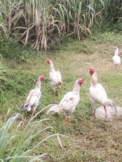 ขาย ไก่พ่อพันธ์ุ5ตัว สีขาว4ตัว ลายกาเหว่า1ตัว รูปที่ 7
