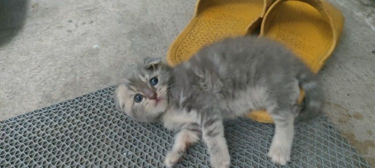 แมว