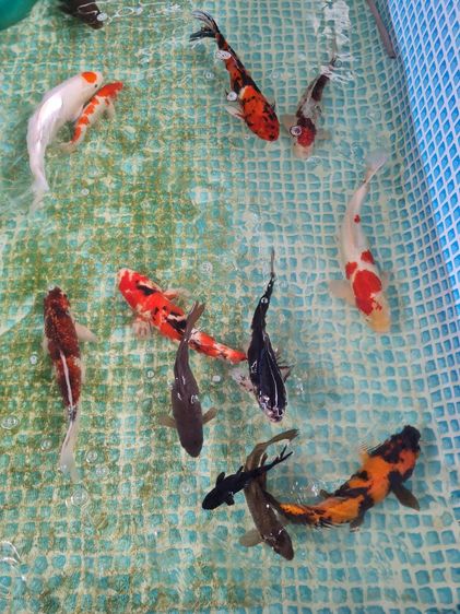 ปลาคาร์ฟ รูปที่ 5