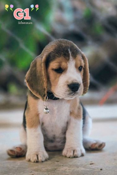 บีเกิ้ล Beagle รูปที่ 5