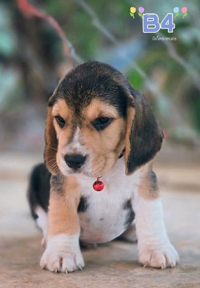 บีเกิ้ล Beagle รูปที่ 4