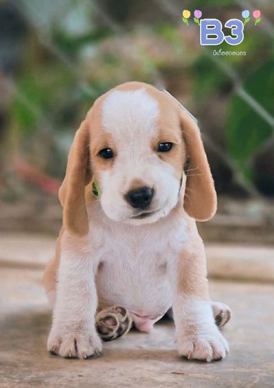 บีเกิ้ล Beagle รูปที่ 3