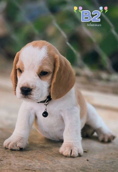 บีเกิ้ล Beagle รูปที่ 2