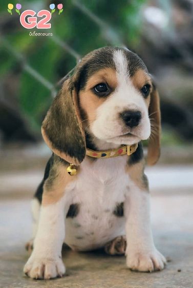 บีเกิ้ล Beagle รูปที่ 6
