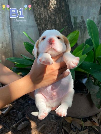 บีเกิ้ล Beagle
