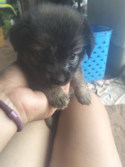 ลูกสุนัขชิวาวาตัวเล็กๆ