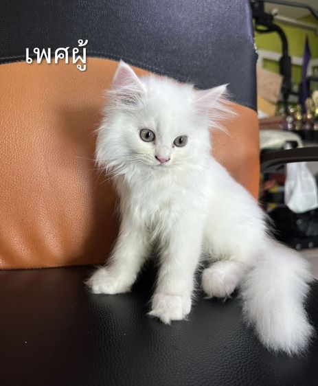 ขายแมว สก๊อตติซ โฟลด์ ขนยาว รูปที่ 2