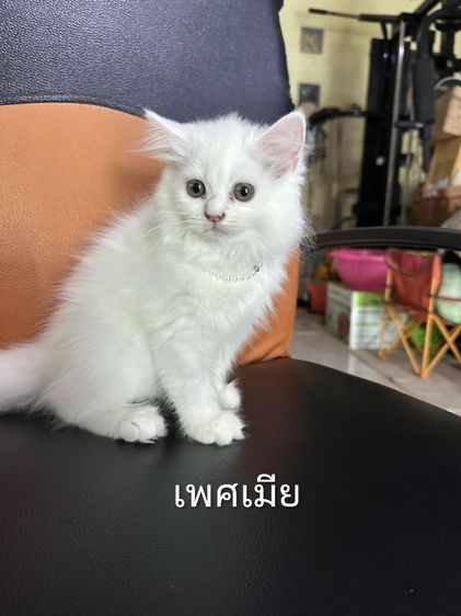 ขายแมว สก๊อตติซ โฟลด์ ขนยาว รูปที่ 5