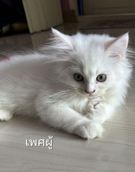 ขายแมว สก๊อตติซ โฟลด์ ขนยาว รูปที่ 4