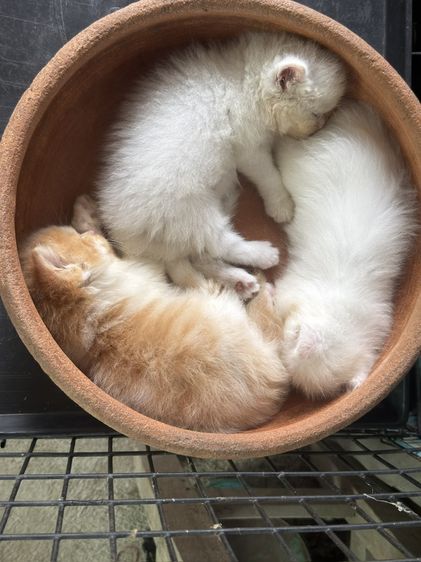 เปอร์เซีย (Persian) ลูกแมวเปอร์เซีย