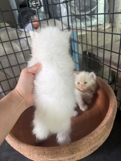 ลูกแมวเปอร์เซีย รูปที่ 3