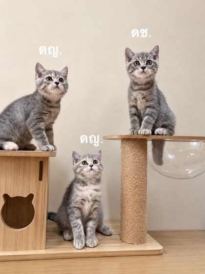 สก็อตติช โฟลด์ (Scottish Fold) แมวสก็อตติชแท้