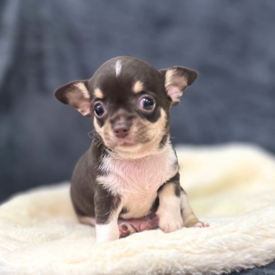 ชิวาวา (Chihuahua) เล็ก ลุกชิวาวาขนสั้น ยาว