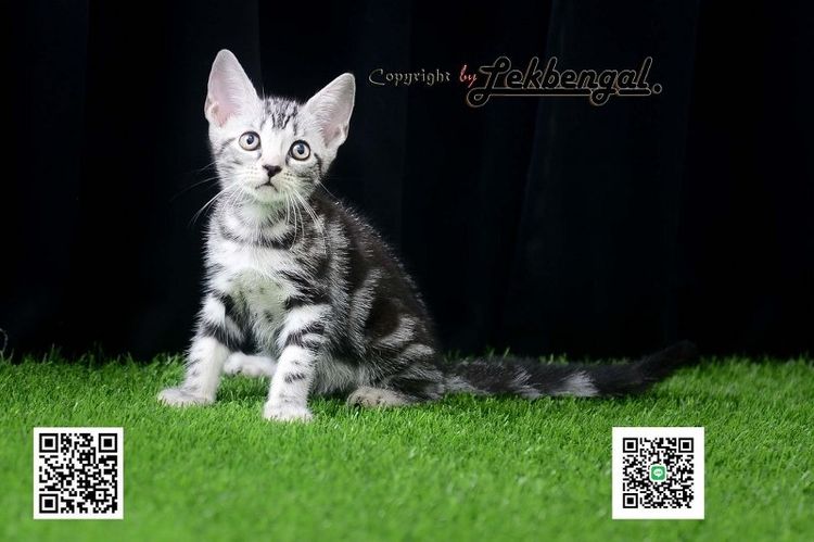 อเมริกัน ชอร์ตแฮร์ (American Shorthair) ลูกแมวสุดสวย อเมริกันชอตแฮร์ พันธุ์แท้ สีซิลเวอร์ เพศเมีย อายุ 2 เดือน สีดำคอนทราสต์ วัคซีนแล้ว