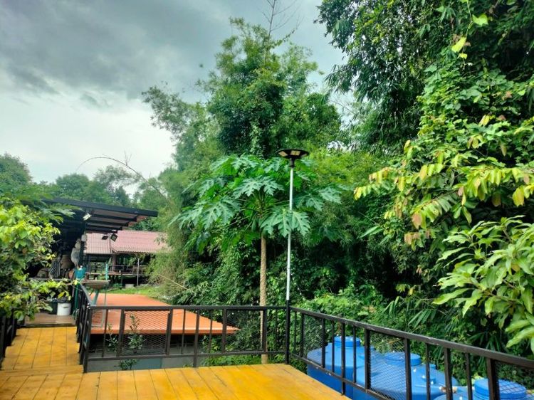 ใช่ ขายด่วนบ้านสวนลุงสวัสดิ์นครนายก รูปที่ 3