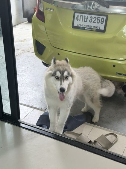 ไซบีเรียน ฮัสกี้ (Siberian Husky) ใหญ่ สุนัขพันธุ์ไซบีเลี่ยน  อายุ 6 เดือน