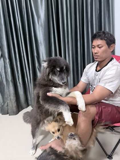 ไซบีเรียน ฮัสกี้ (Siberian Husky) ใหญ่ ไซบีเรียน อากัวติ อายุ 5 เดือน