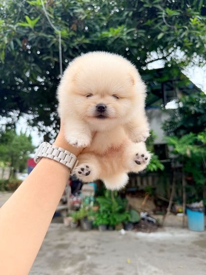 ปอมเมอเรเนียน รูปที่ 2
