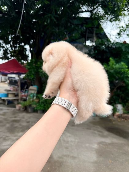 ปอมเมอเรเนียน รูปที่ 4
