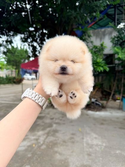 ปอมเมอเรเนียน (Pomeranian) เล็ก ปอมเมอเรเนียน