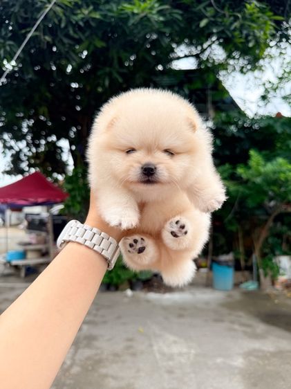 ปอมเมอเรเนียน รูปที่ 3