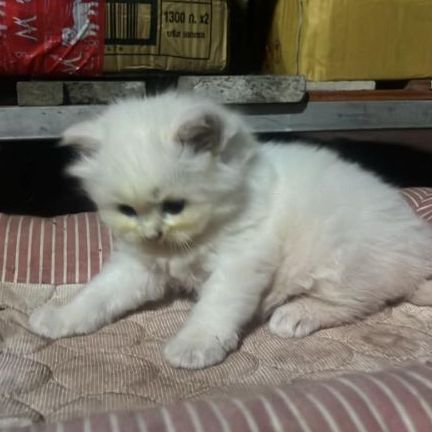 ลูกแมวเปอร์เซียแท้สีขาวล้วน อายุ1เดือน5วัน รูปที่ 4