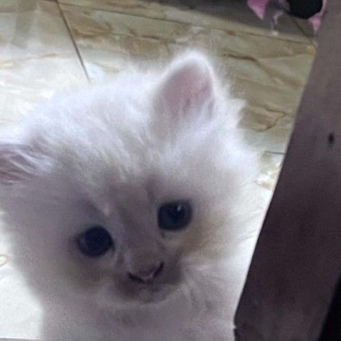 ลูกแมวเปอร์เซียแท้สีขาวล้วน อายุ1เดือน5วัน รูปที่ 2