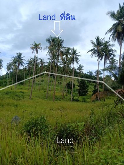 ใช่ ขายที่ดินแปลงสวยในเกาะสมุยโซนเฉวงบ่อผุด รูปที่ 4