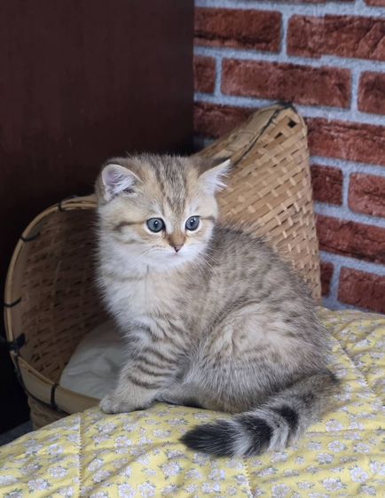 BritishShorthair