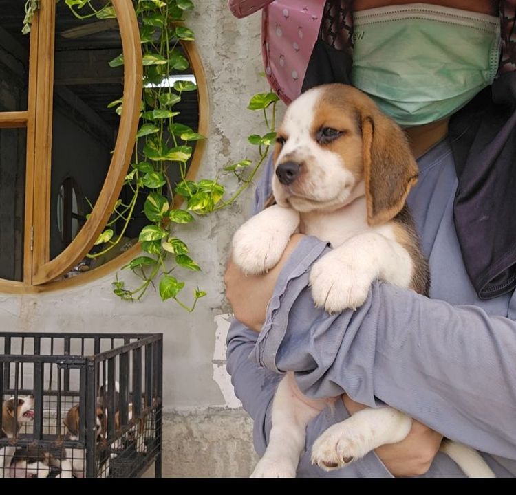 บีเกิล (Beagle) เล็ก ลูกสุนัขบีเกิ้ลผู้ แท้ สายเลือดดี