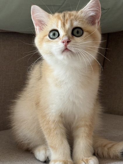 บริติช ชอร์ตแฮร์ (British Shorthair) British Shorthair