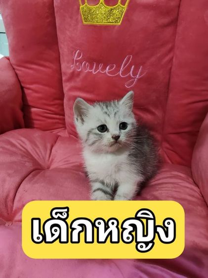 มันช์กิ้น (Munchkin) เด็กหญิง มันช์กิ้น ขาปกติ