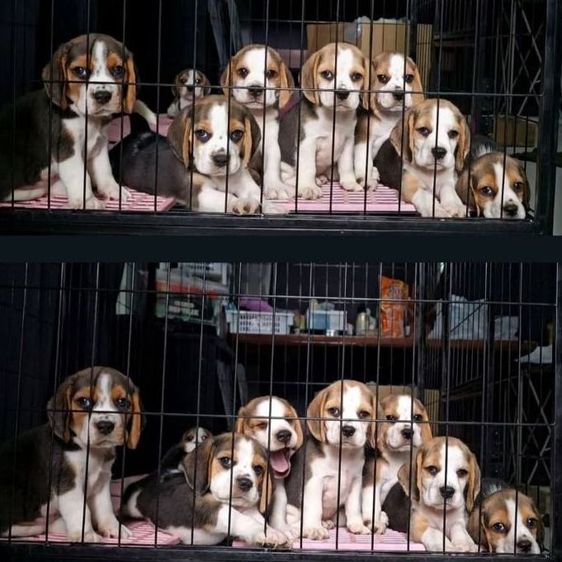 บีเกิล (Beagle) เล็ก ลูกสุนัขบีเกิ้ลแท้ สายเลือดดี