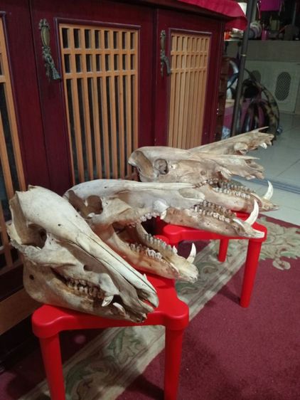 หมูป่าขนาดใหญ่เขี้ยวครบล่างบนสภาพเยี่ยม รูปที่ 3
