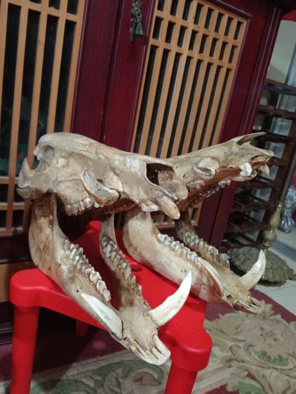 หมูป่าขนาดใหญ่เขี้ยวครบล่างบนสภาพเยี่ยม รูปที่ 7