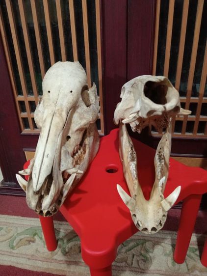 หมูป่าขนาดใหญ่เขี้ยวครบล่างบนสภาพเยี่ยม รูปที่ 9