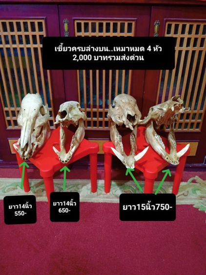 หมูป่าขนาดใหญ่เขี้ยวครบล่างบนสภาพเยี่ยม