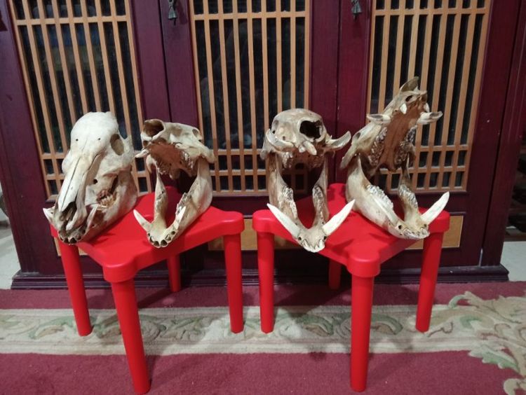 หมูป่าขนาดใหญ่เขี้ยวครบล่างบนสภาพเยี่ยม รูปที่ 14