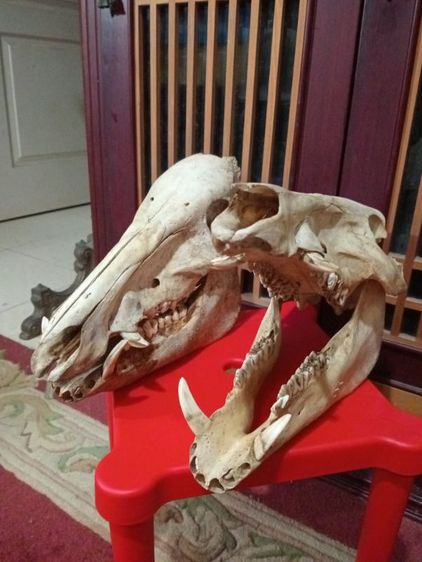 หมูป่าขนาดใหญ่เขี้ยวครบล่างบนสภาพเยี่ยม รูปที่ 4