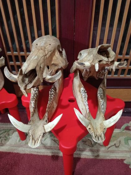 หมูป่าขนาดใหญ่เขี้ยวครบล่างบนสภาพเยี่ยม รูปที่ 5