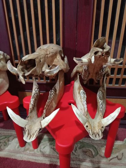 หมูป่าขนาดใหญ่เขี้ยวครบล่างบนสภาพเยี่ยม รูปที่ 8